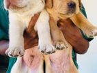 Labrador Puppies