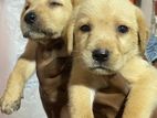 Labrador Puppies