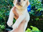 Labrador Puppies