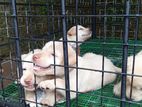 Labrador Puppies