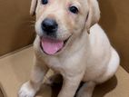 Labrador Puppies