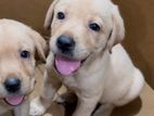 Labrador Puppies for SALE