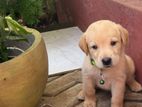 Labrador Puppies