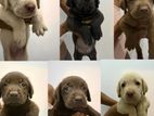 Labrador Puppies for sale