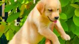 Labrador Puppies