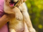 Labrador Puppies