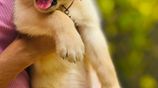 Labrador Puppies
