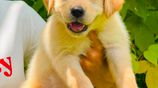 Labrador Puppies