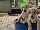 Labrador Puppies