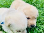 Labrador Puppies