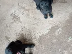 Labrador Puppies