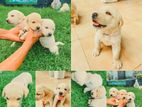 Labrador Puppies