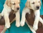 Labrador Puppies