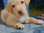 Labrador Puppies