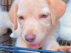Labrador Puppies
