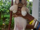 labrador puppies for Sale