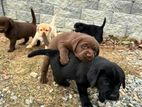 Labrador Puppies