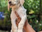 Labrador Puppies