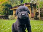 Labrador Puppies