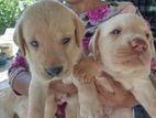 Labrador Puppies