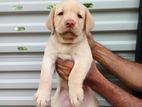 Labrador Puppies