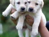 Labrador Puppies