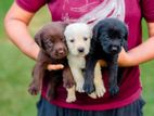 Labrador Puppies