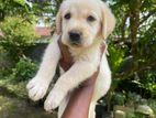 Labrador Puppies