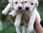 Labrador Puppies