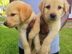 Labrador Puppies