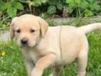 Labrador Puppies