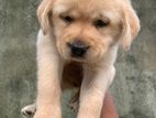 Labrador Puppies