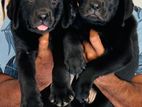 Labrador Puppies