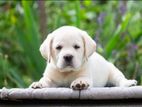 Labrador Puppies