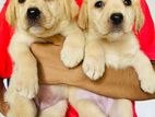 Labrador Puppies