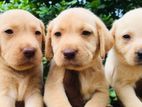 Labrador Puppies