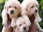 Labrador Puppies