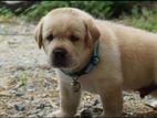 Labrador Puppies