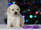 Labrador Puppies