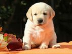 Labrador Puppies