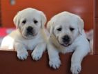 Labrador Puppies