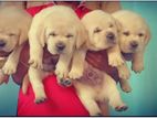 Labrador Puppies