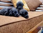 Labrador Puppies