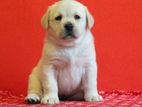 Labrador Puppies