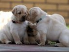 Labrador Puppies