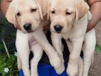 Labrador Puppies