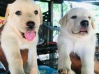 Labrador puppies