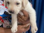 Labrador Puppies