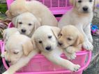 Labrador Puppies