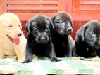 Labrador Puppies